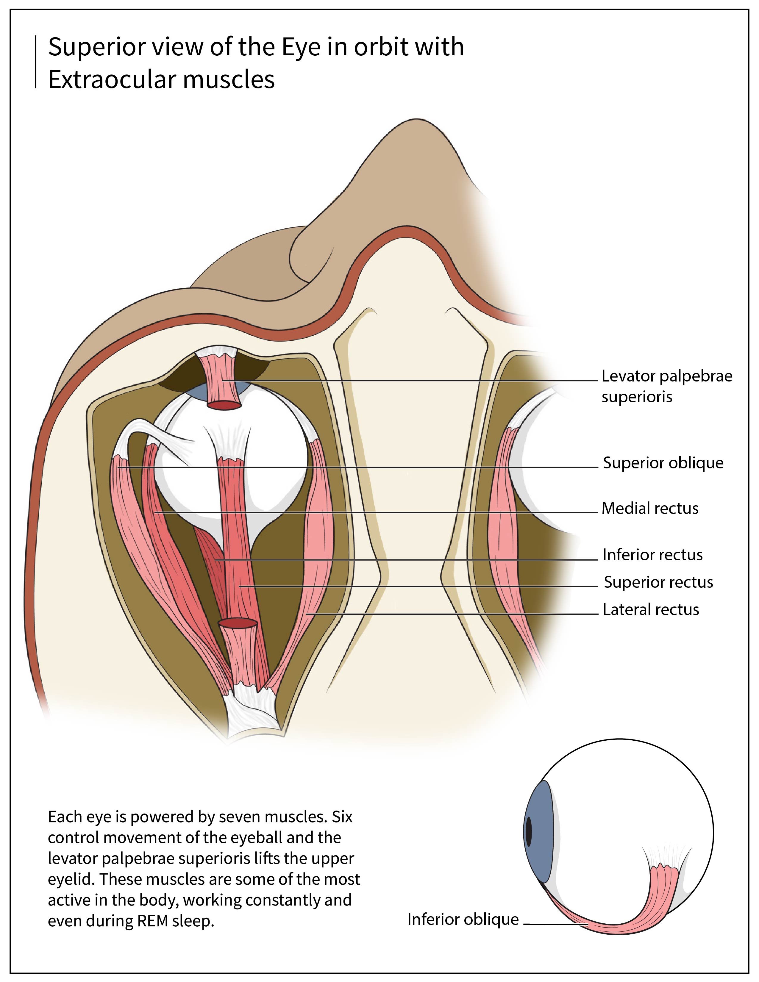 Ocular Anatomy